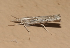 Thaumatopsis crenulatella