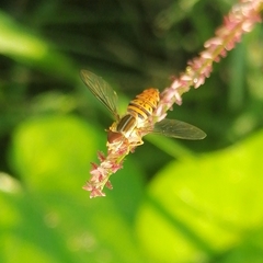 Toxomerus pulchellus