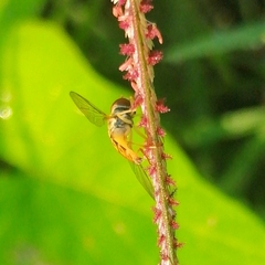 Toxomerus pulchellus