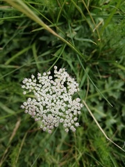 Selinum