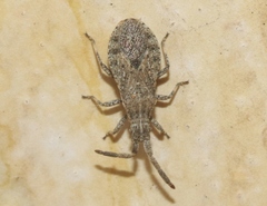 Scolopocerus secundarius