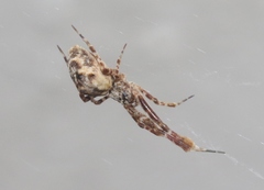 Uloborus diversus