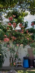 Mussaenda erythrophylla