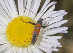 Aetole unipunctella