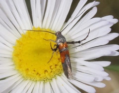 Aetole unipunctella