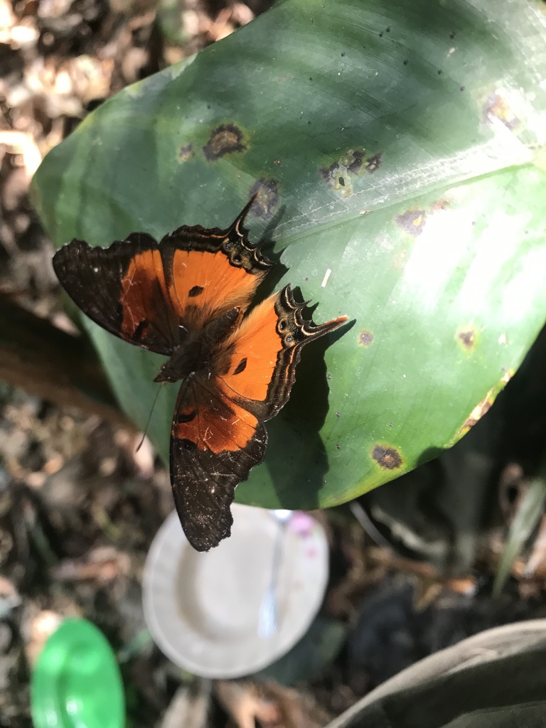 Forest Admiral