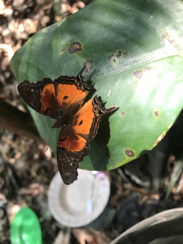 Forest Admiral