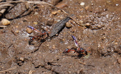 Zetheumenidion