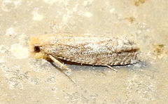 Pelochrista comatulana