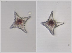 Staurastrum cerastes