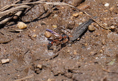 Zetheumenidion