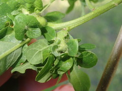 Andricus foliaformis