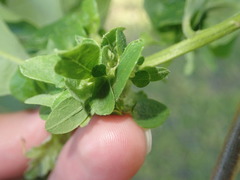 Andricus foliaformis