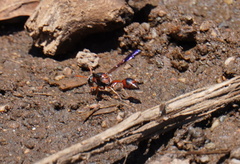 Zetheumenidion