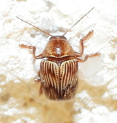 Cryptocephalus implacidus