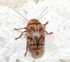 Cryptocephalus implacidus