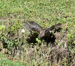 Mimus saturninus modulator