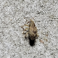 Lignyodes bischoffi