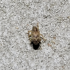 Lignyodes bischoffi
