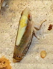 Scaphytopius elegans