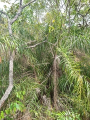 Syagrus flexuosa