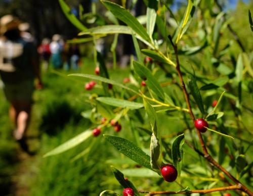 iNaturalist observation photo of Willow Apple Gall Sawfly