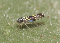Trypanalebra balli