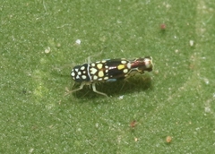 Trypanalebra balli