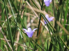 Wahlenbergia grandiflora