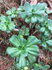Echeveria montana