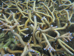 Acropora muricata