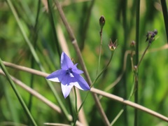 Wahlenbergia grandiflora