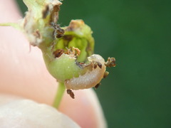 Hoplocampa