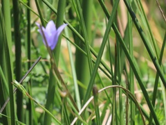 Wahlenbergia grandiflora