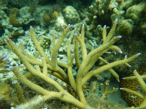 Staghorn Coral