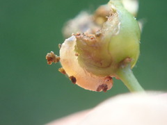 Hoplocampa