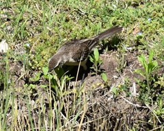 Mimus saturninus modulator