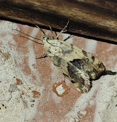 Ponometia libedis