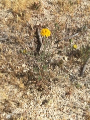 Chaenactis glabriuscula glabriuscula