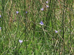 Wahlenbergia grandiflora