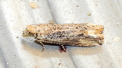 Epiblema chromata