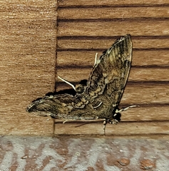 Hymenia perspectalis