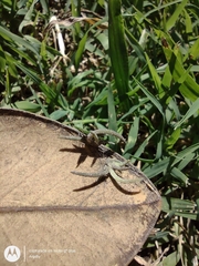 Tillandsia recurvata