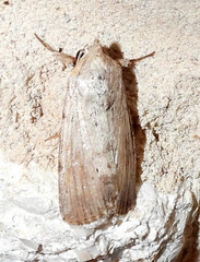 Catabenoides