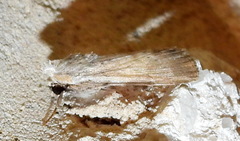 Catabenoides