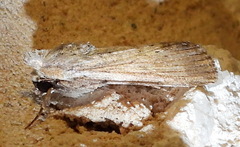 Catabenoides