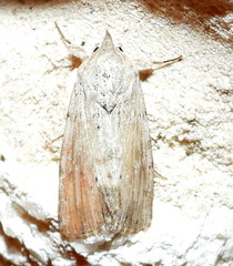 Catabenoides
