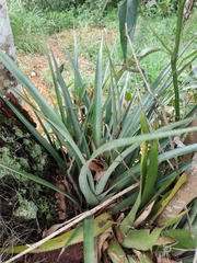 Bromeliaceae