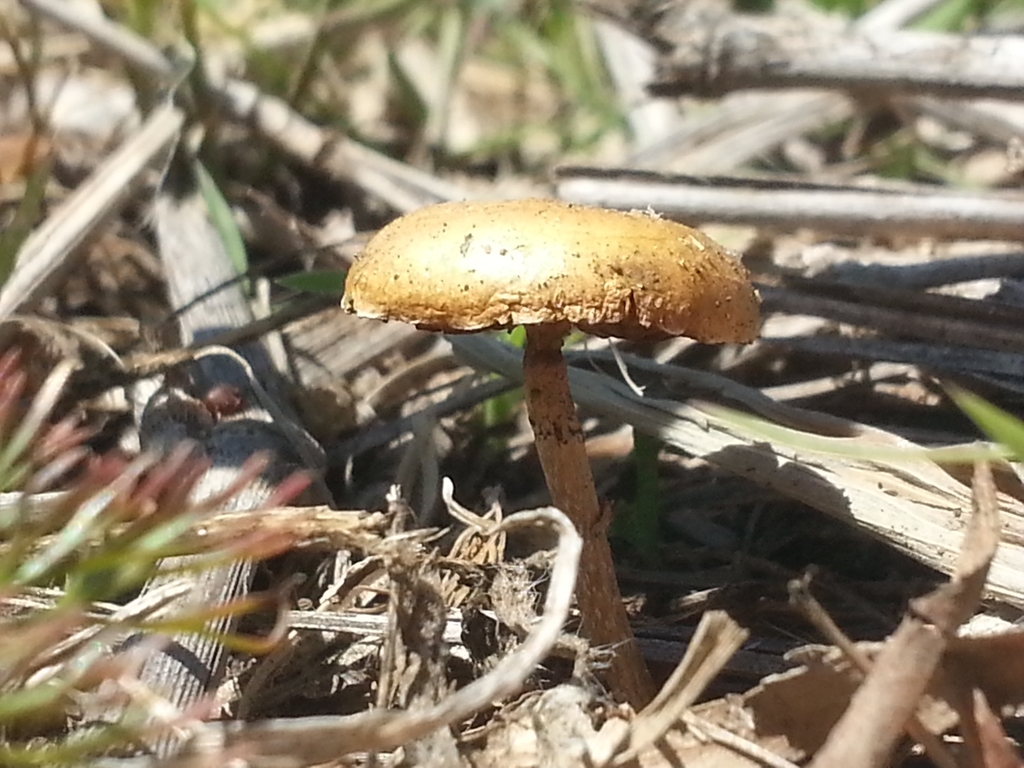 Agrocybe pediades · October 2021 · photo: © nataliamillans (iNaturalist, cc-by)