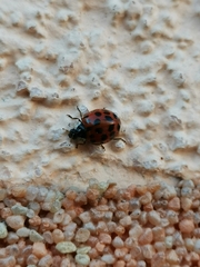 Harmonia axyridis
